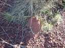 32 Curious Termite Mound